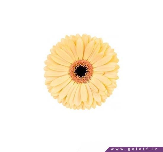 مدل گل آرایی - گل ژربرا پریگنون - Gerbera | گل آف